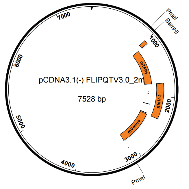 pcDNA3.1 (- ) FLIPQTV3.0 2m